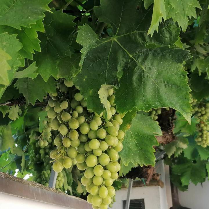B&B Capo Le Vigne Сироло Екстериор снимка